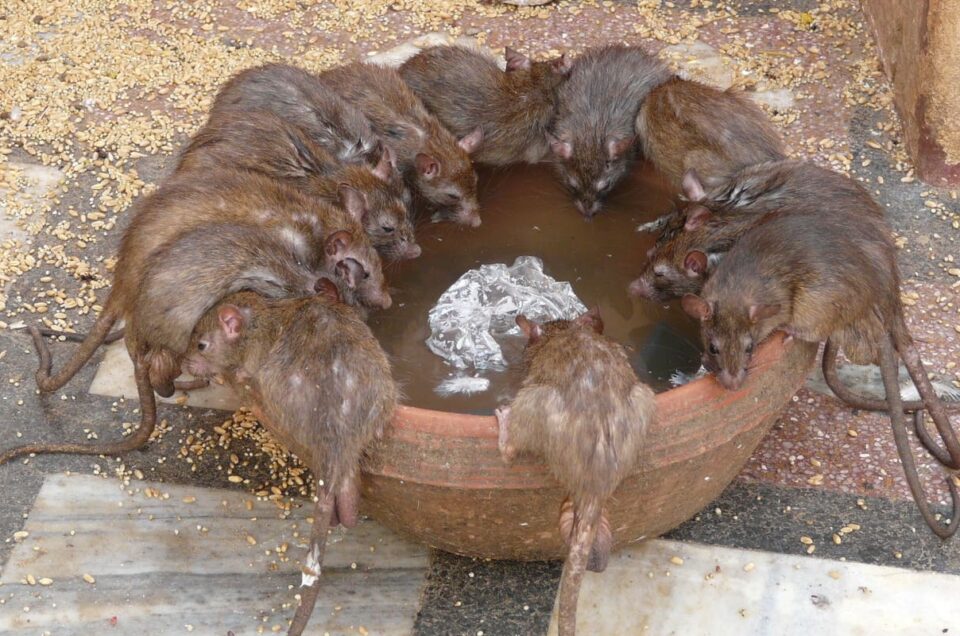 Karni Mata, el Templo de las ratas de Bikaner